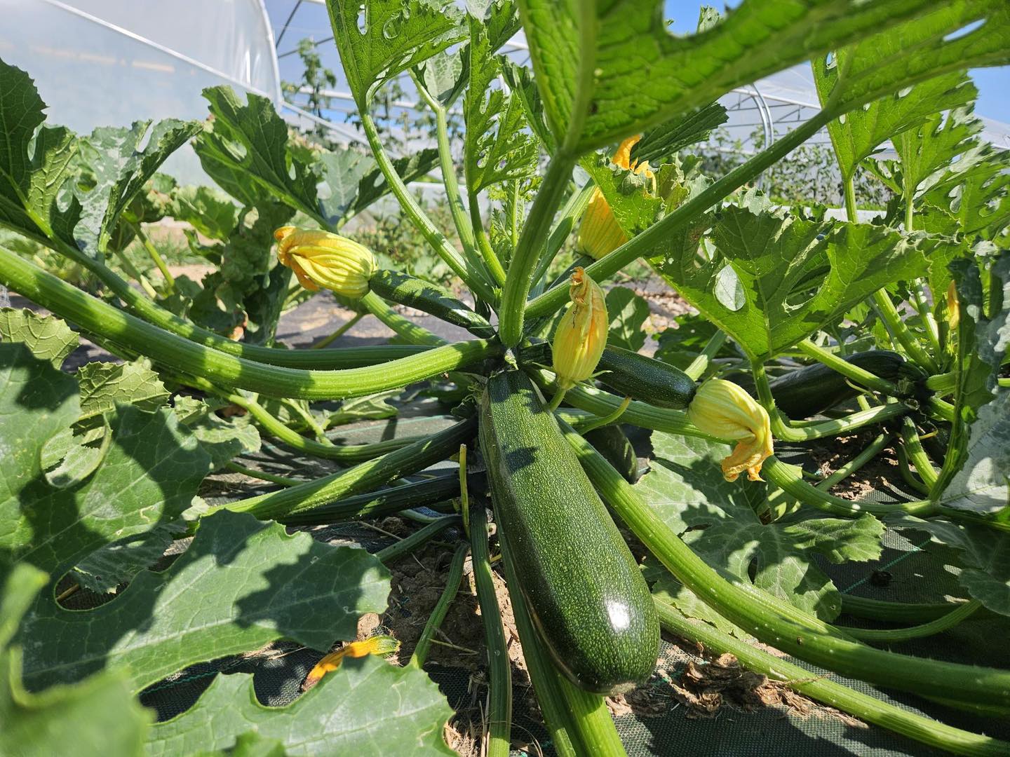 Courgettes en fleur