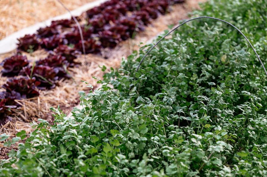 Culture maraîchère