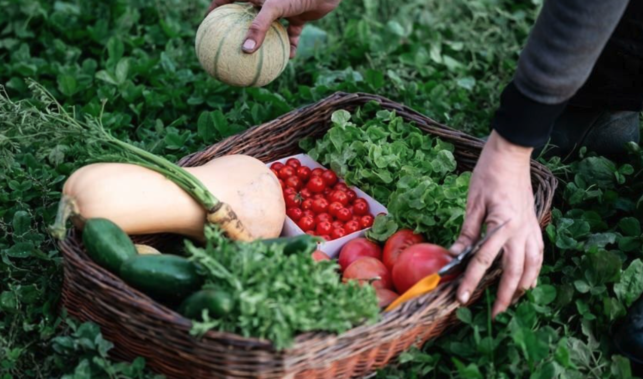 Panier de légumes frais de la micro-ferme