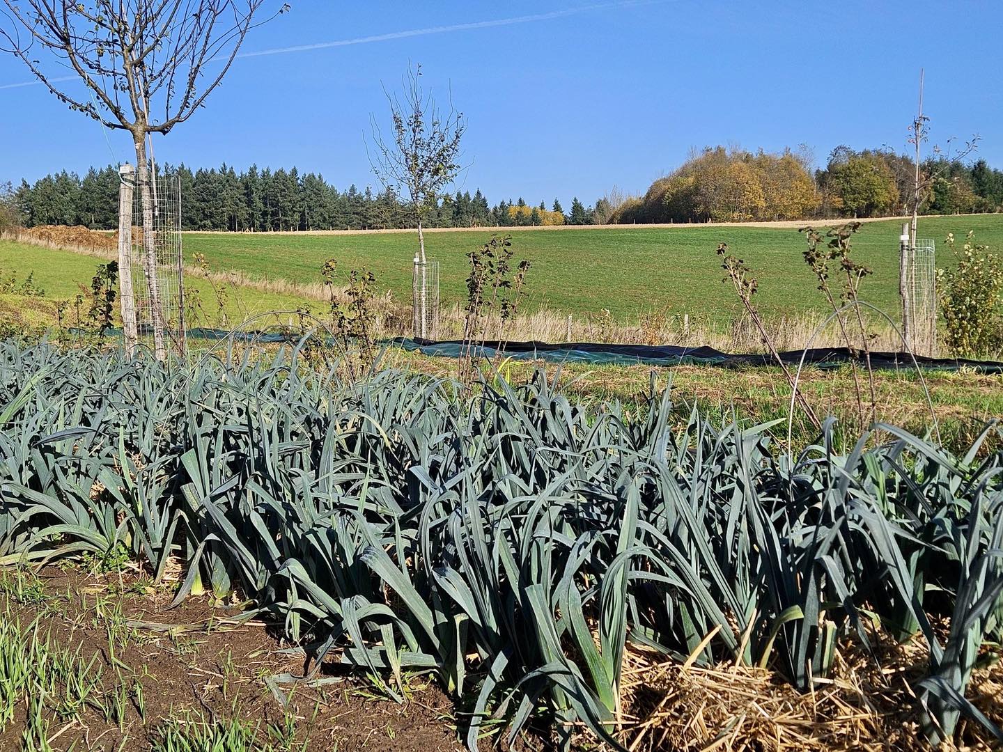 Poireaux dans le champ